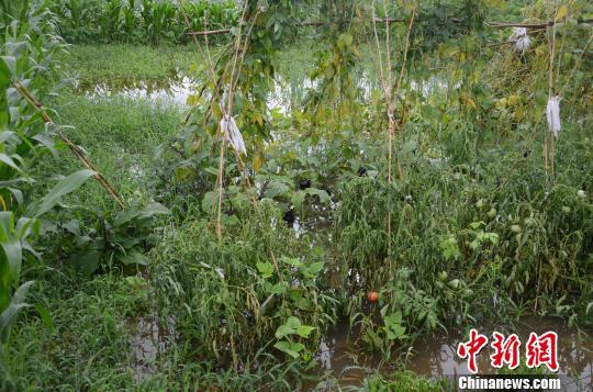 河北沧州降雨致部分地区农田工厂积水严重(组图)